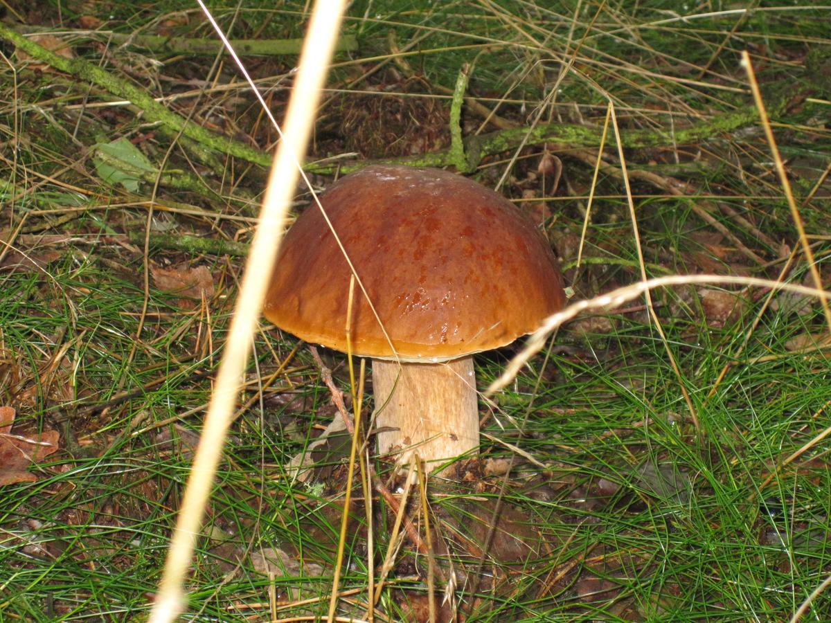 Gasthof Menke Niederhaverbeck Esterno foto